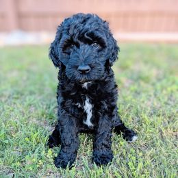 Aussiedoodle, Goldendoodle, and Poodle Puppies from Rebecca Creek Retrievers, LLC