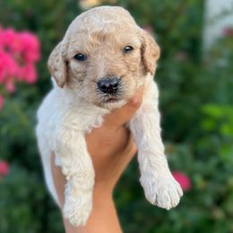Estelle - Apricot female Goldendoodle puppy in Philadelphia, Pennsylvania from Philly's Designer Doodles