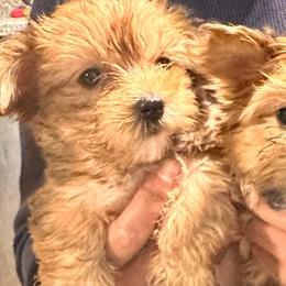 Ginger - Chocolate and tan female Yorkshire Terrier puppy in Winder, Georgia from Empire Yorkies
