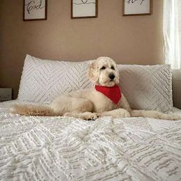 Charlie - Goldendoodle