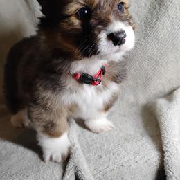 Fluffy Red collar - Sable male Pembroke Welsh Corgi puppy in Yelm, Washington from Tolbolton Creek Corgis