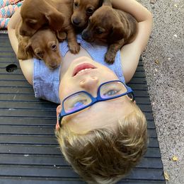 Dachshund Puppies from Adorable Mini Dachshund Breeder