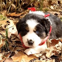 Girl 1 - Australian Shepherd puppy in Belews Creek, North Carolina from Tilley's Aussies