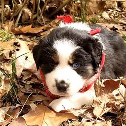 Girl 1 - Australian Shepherd puppy in Belews Creek, North Carolina from Tilley's Aussies