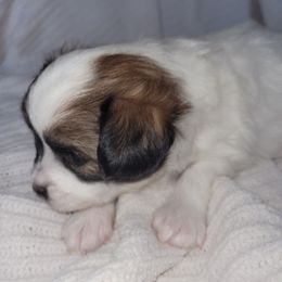 Sable male 4 - Sable male Papillon puppy in Florida from Tammy's Papillon Playpen