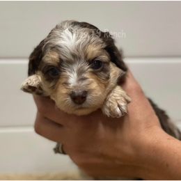 Brown collar - Red merle Aussiedoodle puppy in Tonopah, Arizona from Lazy T9 Ranch