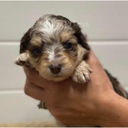 Brown collar - Red merle Aussiedoodle puppy in Tonopah, Arizona from Lazy T9 Ranch
