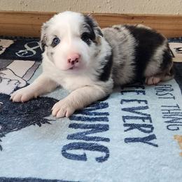 Dawn - Slate merle female Border Collie puppy in Morgan, Texas from Shooting Star Ranch