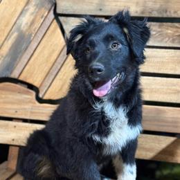 Pibb - Black tri-color male Australian Shepherd puppy in Wichita Falls, Texas from Spotted Mule Aussies