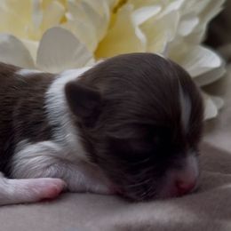 Reno - Chocolate male Havanese puppy in Verden, Oklahoma from Holcombs Puppy Ranch