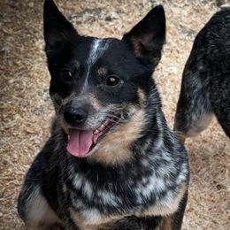 Rhinestone - Blue female Australian Cattle Dog puppy in Kalispell, Montana from BTR Australian Cattle Dogs