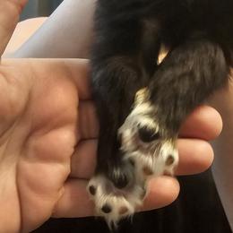 Mastiff and Toy Australian Shepherd Puppies from Mountain Mama Mastiffs and Tailspin Toy Aussies