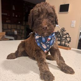Boy 2 - Brown and white male Aussiedoodle puppy in Florida from Doodles & Danes