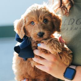 Boy 1 - male Australian Labradoodle puppy in Sheridan, In, Indiana from Colonial Village Labradoodles