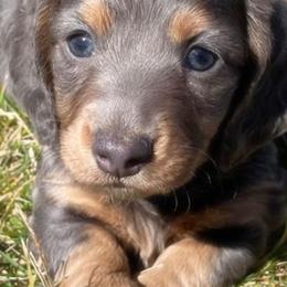 Dachshunds from Kindle & Burrow Dachshunds