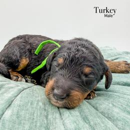 Turkey - Phantom male Bernedoodle puppy in Sunman, Indiana from Brunsman Country Doodles LLC