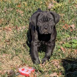 Dark blue - Black brindle male Cane Corso puppy in Westminster, South Carolina from Regal Guardian Cane Corso