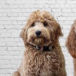 Zoey - Goldendoodle