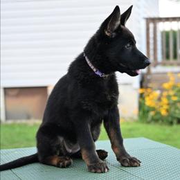 Purple collar - Bi-color female German Shepherd puppy in Ramsey, Illinois from Haus-Farr German Shepherds