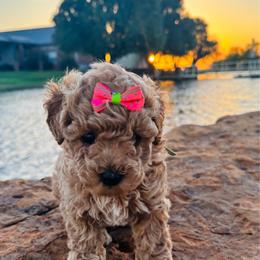 Lemon - Apricot female Goldendoodle puppy in Kingfisher, Oklahoma from Perdue Puppies