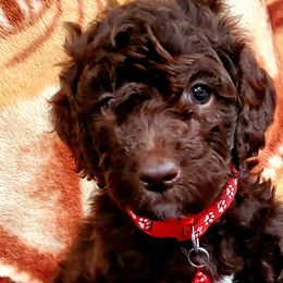 Boy 6 - Labradoodle puppy in Statesville, North Carolina from Labradoodles of the Foothills