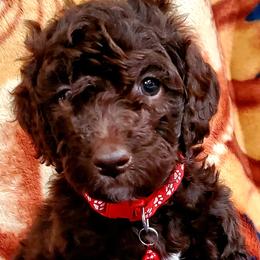 Boy 6 - Labradoodle puppy in Statesville, North Carolina from Labradoodles of the Foothills