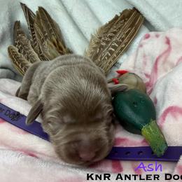 Ash - Silver female Dilute Retriever puppy in Grants Pass, Oregon from KnR Antler Dogs