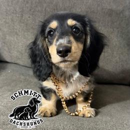 Tiger Lilly - Piebald female Dachshund puppy in Ramona, Oklahoma from Schmitt Dachshunds