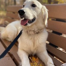Golden Retrievers from Dukes' Graceful Goldens