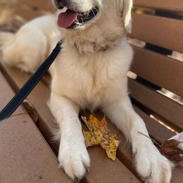 Golden Retrievers from Dukes' Graceful Goldens