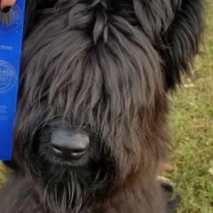 Briard Puppies from Sendero Briards