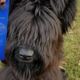 Briard Puppies from Sendero Briards