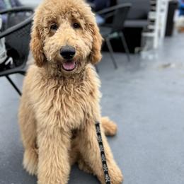 Goldendoodle Puppies from Lundee Doodles