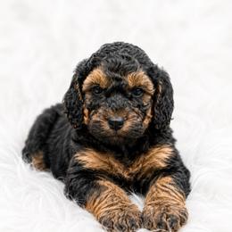 Croissant - Phantom female Goldendoodle puppy in Ranger, Georgia from Muscadine Meadows Poodles and Doodles