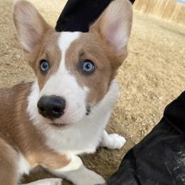 "Flik (past puppy out of Miley) " Pembroke Welsh Corgi Puppies from Gotta Chase Em All Corgis
