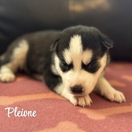 Pleione - Black and white Siberian Husky puppy in Tiverton, Rhode Island from Mount Hope Siberians