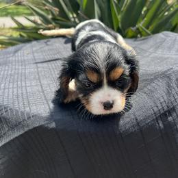 Cavalier King Charles Spaniel Puppies from Caveliers by Grace