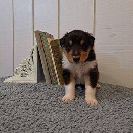Collie Puppies from Arabella Collies