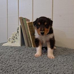 Collie Puppies from Arabella Collies