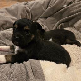 Lucy - Black tri female Toy Australian Shepherd puppy in Forney, Texas from Texas Talent Toy Aussie's