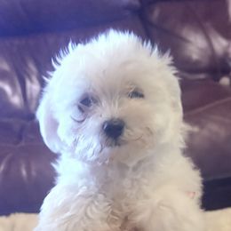 Rose - White female Maltese puppy in Prague, Oklahoma from Playful Paws Maltese and Maltipoos