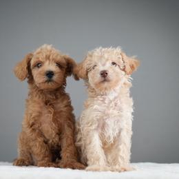 Buzz - Apricot male Schnoodle puppy in Caldwell, Idaho from Boise Doodle Co.