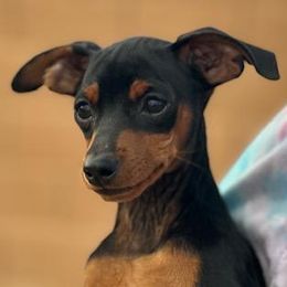 Boomer - Black and rust male Miniature Pinscher puppy in Nashville, Tennessee from Aztex Min Pins