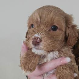 Maddie - Red and white female Cockapoo puppy in Galena, Illinois from Perry's doodles