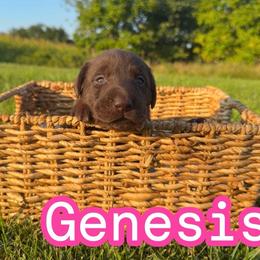 Genesis - Chocolate female Labrador Retriever puppy in Lucasville, Ohio from Backwoods Labradors