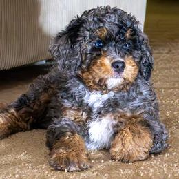 Zinc - Merle male Bernedoodle puppy in Roy, Utah from Doodles are Amazing