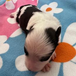Girl 1 - Black and white female Aussiedoodle puppy in Reddick, Florida from Cooper’s Mini Doodles