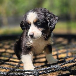 OG-4 - Black tri female Miniature Australian Shepherd puppy in Citra, Florida from Southpaw Herders LLC