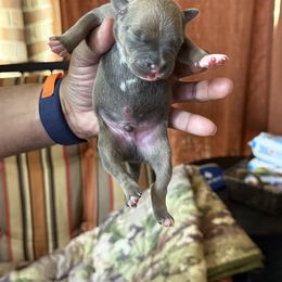 Boy 3 - male Staffordshire Bull Terrier puppy in Houston, Texas from Khaleesi Kennel