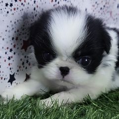 Girl 3 - Black tan and white female Japanese Chin puppy in Johnson City, Tennessee from Erin & Friends Japanese Chin